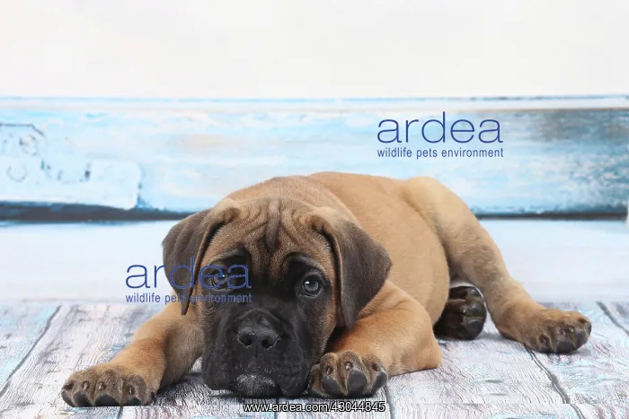  : Dog Cane Corso