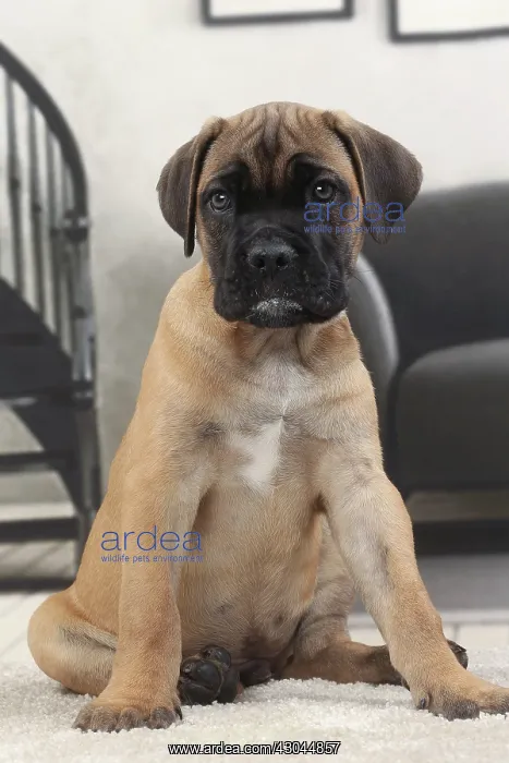  : Dog Cane Corso