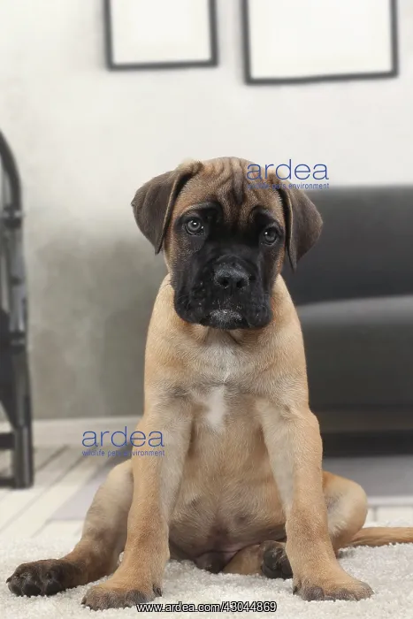  : Dog Cane Corso