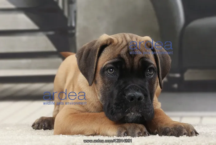  : Dog Cane Corso