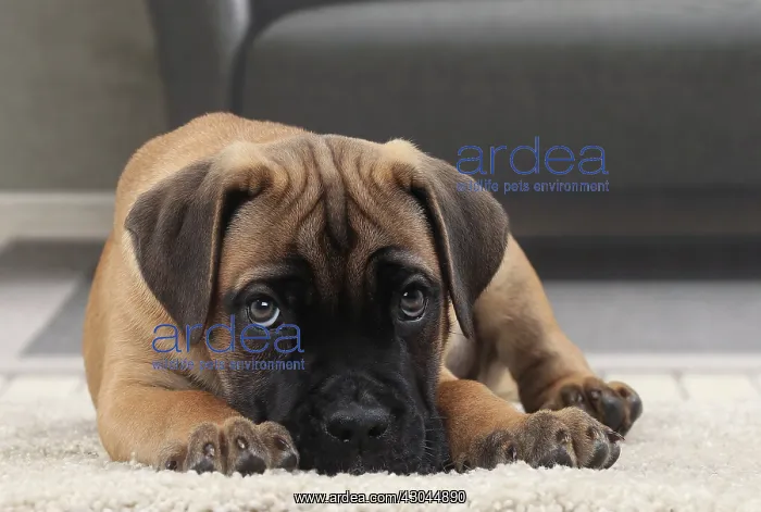  : Dog Cane Corso