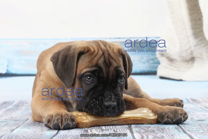 : Dog Cane Corso