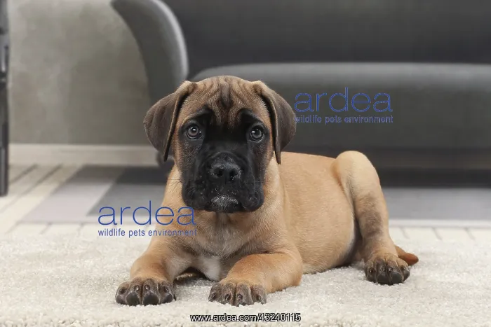  : Dog Cane Corso
