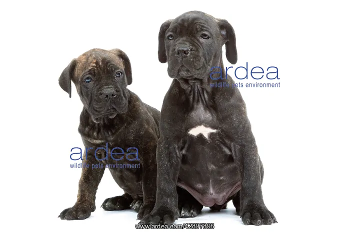  : Dog - Cane Corso Dog (Italian Guard Dog)