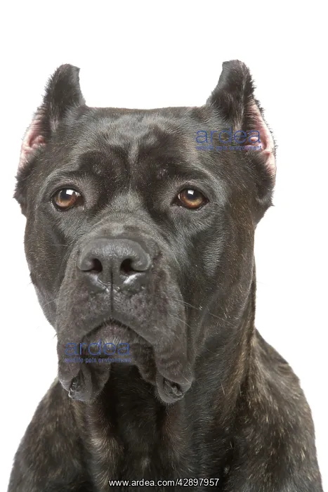  : Dog - Cane Corso Dog (Italian Guard Dog)