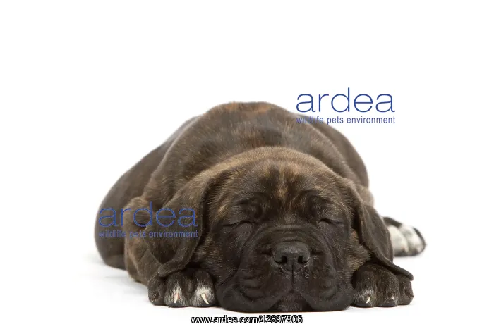 : Dog - Cane Corso Dog (Italian Guard Dog) - lying : Dog - Cane Corso Dog (Italian Guard Dog) - lying