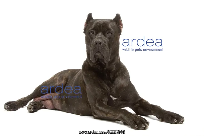 : Dog - Cane Corso Dog (Italian Guard Dog) - lying down : Dog - Cane Corso Dog (Italian Guard Dog) - lying down