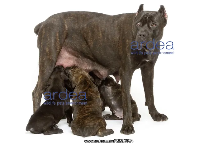 : Dog - Cane Corso Dog (Italian Guard Dog) - mother : Dog - Cane Corso Dog (Italian Guard Dog) - mother