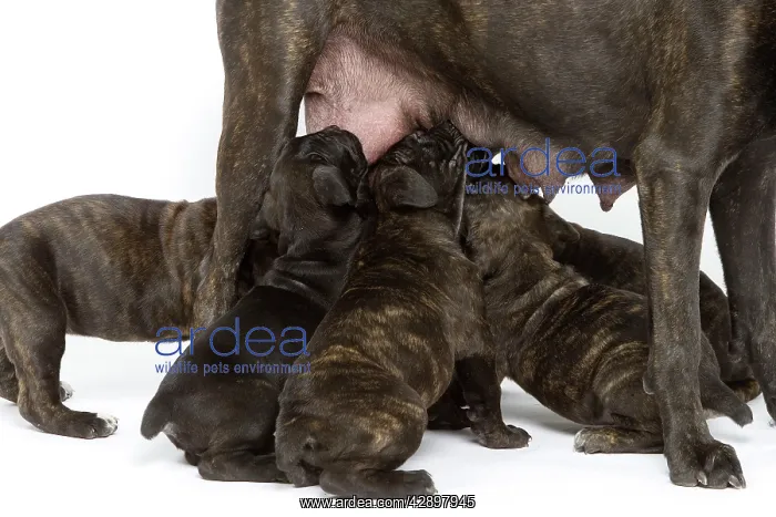 : Dog - Cane Corso Dog (Italian Guard Dog) - mother : Dog - Cane Corso Dog (Italian Guard Dog) - mother