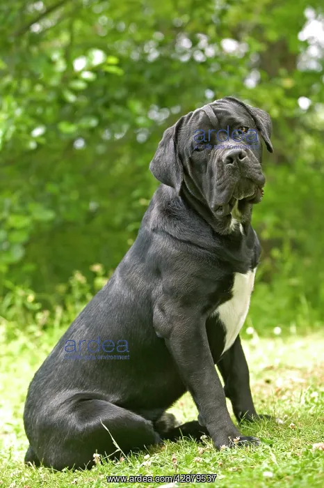 : DOG - Cane Corso / Italian Mastiff : DOG - Cane Corso / Italian Mastiff