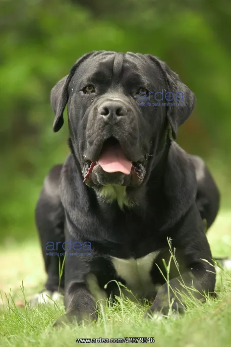  : DOG - Cane Corso  /  Italian Mastiff