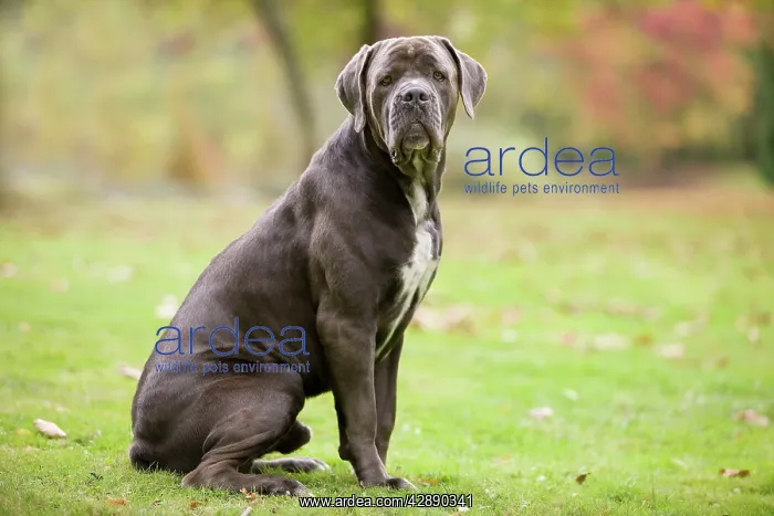  : DOG - Cane Corso  /  Italian Mastiff