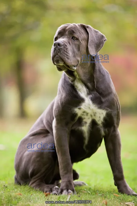  : DOG - Cane Corso  /  Italian Mastiff