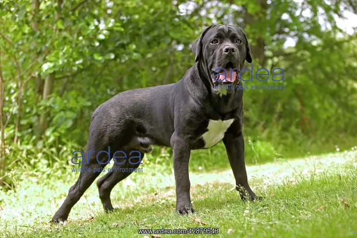  : DOG - Cane Corso  /  Italian Mastiff, standing