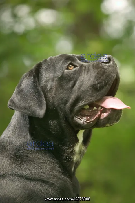 : DOG - Cane Corso / Italian Mastiff - side view of head : DOG - Cane Corso / Italian Mastiff - side view of head