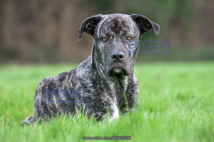 : Dog Cane Corso and Neapolitan Mastiff crossbreed : Dog Cane Corso and Neapolitan Mastiff crossbreed
