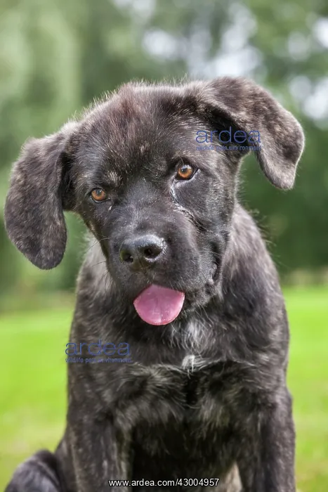 : Dog - Cane Corso X Neapolitan Mastiff / Italian Mastiff : Dog - Cane Corso X Neapolitan Mastiff / Italian Mastiff