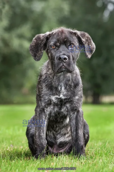  : Dog - Cane Corso X Neapolitan Mastiff  /  Italian Mastiff