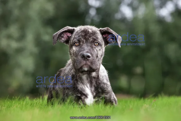 : Dog - Cane Corso X Neapolitan Mastiff / Italian Mastiff : Dog - Cane Corso X Neapolitan Mastiff / Italian Mastiff