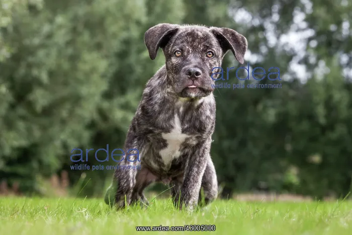 : Dog - Cane Corso X Neapolitan Mastiff / Italian Mastiff : Dog - Cane Corso X Neapolitan Mastiff / Italian Mastiff