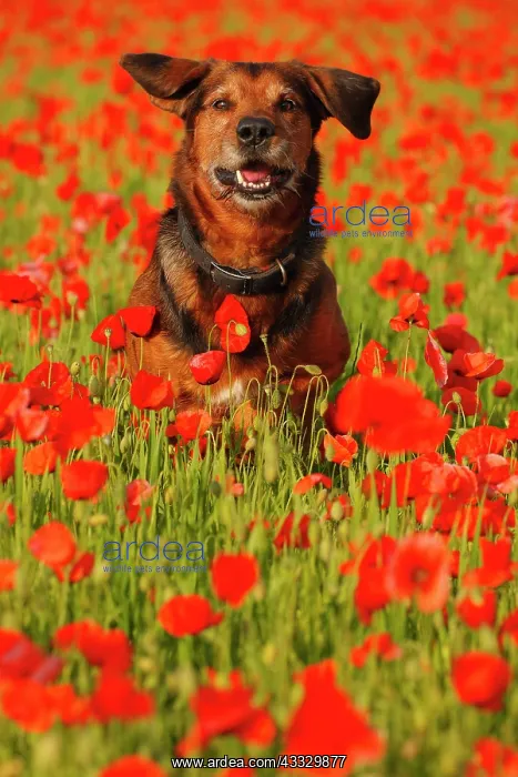 : Dog (Canis familiaris) leaping into a field of poppies : Dog (Canis familiaris) leaping into a field of poppies