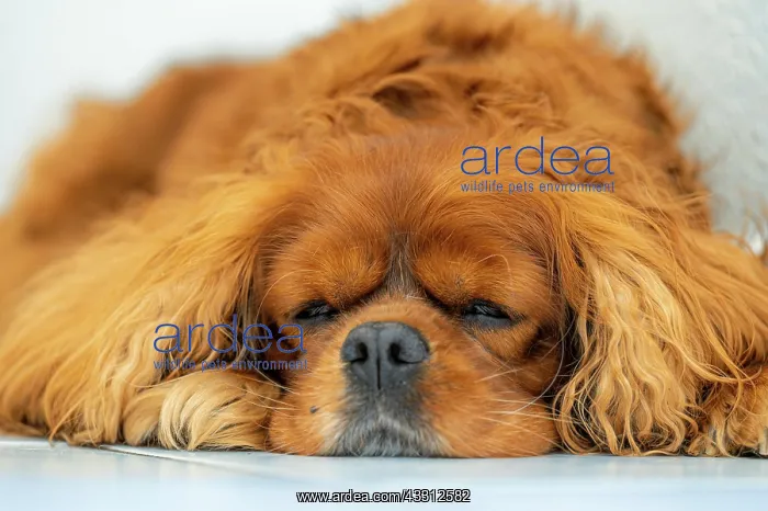 : Dog (Canis lupus familiaris) of the breed Cavalier : Dog (Canis lupus familiaris) of the breed Cavalier