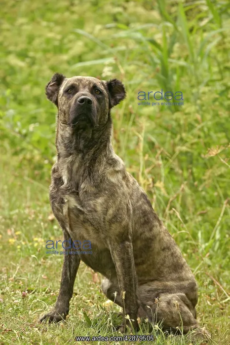 : Dog - Cao de Fila de Sao Miguel / Azores Cattle : Dog - Cao de Fila de Sao Miguel / Azores Cattle