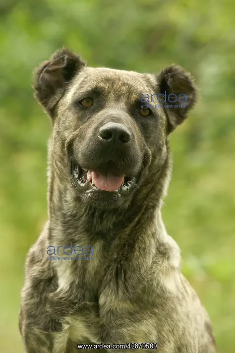  : Dog - Cao de Fila de Sao Miguel  /  Azores Cattle