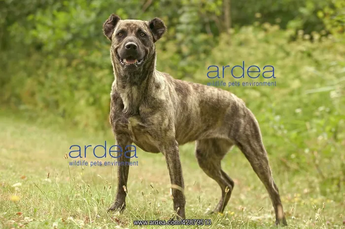: Dog - Cao de Fila de Sao Miguel / Azores Cattle : Dog - Cao de Fila de Sao Miguel / Azores Cattle