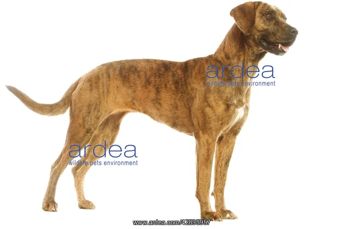 : Dog - Cao de Fila de Sao Miguel / Azores Cattle : Dog - Cao de Fila de Sao Miguel / Azores Cattle