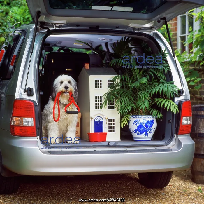  : DOG - In car, moving house