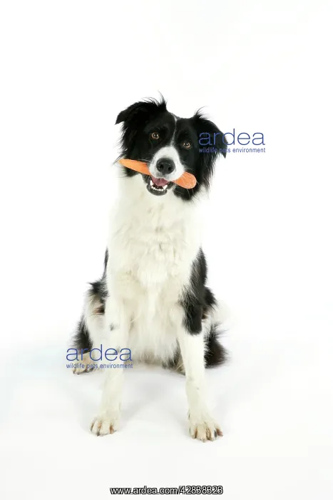 : DOG - with carrot in mouth : DOG - with carrot in mouth