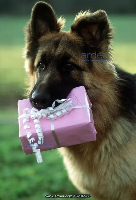 : DOG - carrying present in mouth : DOG - carrying present in mouth