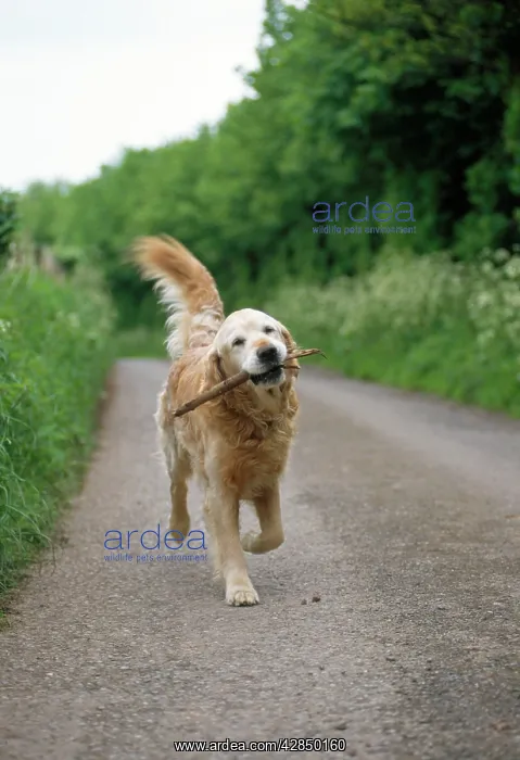 : DOG - carrying stick along road : DOG - carrying stick along road