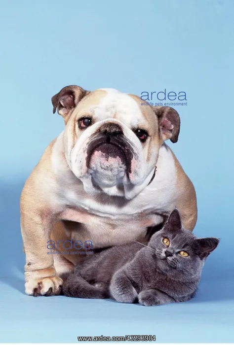 : Dog & CAT - BULLDOG AND KITTEN : Dog & CAT - BULLDOG AND KITTEN