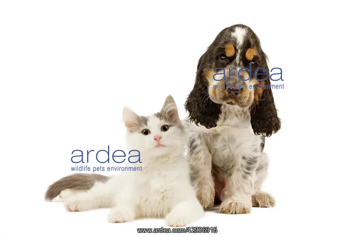 : Dog & Cat - Cocker Spaniel in studio with kitten : Dog & Cat - Cocker Spaniel in studio with kitten