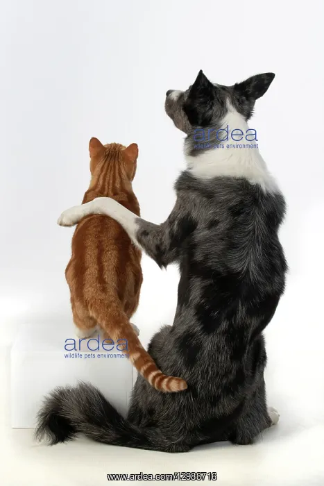 : DOG & CAT, Collie x dog sitting with paw over : DOG & CAT, Collie x dog sitting with paw over