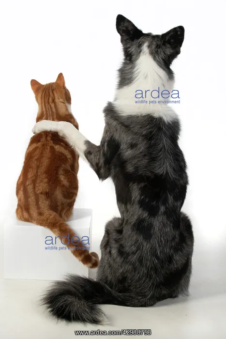 : DOG & CAT, Collie x dog sitting with paw over : DOG & CAT, Collie x dog sitting with paw over
