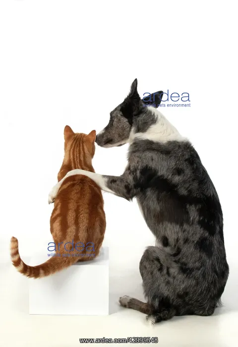 : DOG & CAT, Collie x dog sitting with paw over : DOG & CAT, Collie x dog sitting with paw over