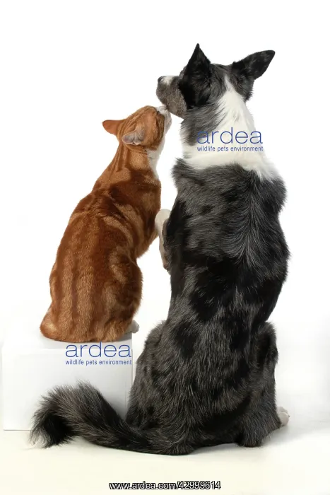 : DOG & CAT, Collie x dog sitting with paw over : DOG & CAT, Collie x dog sitting with paw over