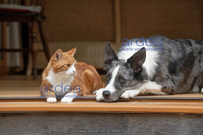 : DOG & CAT, Collie x and ginger cat, sitting : DOG & CAT, Collie x and ginger cat, sitting