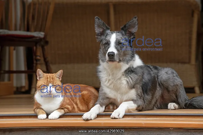 : DOG & CAT, Collie x and ginger cat, sitting : DOG & CAT, Collie x and ginger cat, sitting
