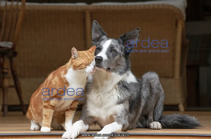  : DOG & CAT, Collie x and ginger cat, sitting