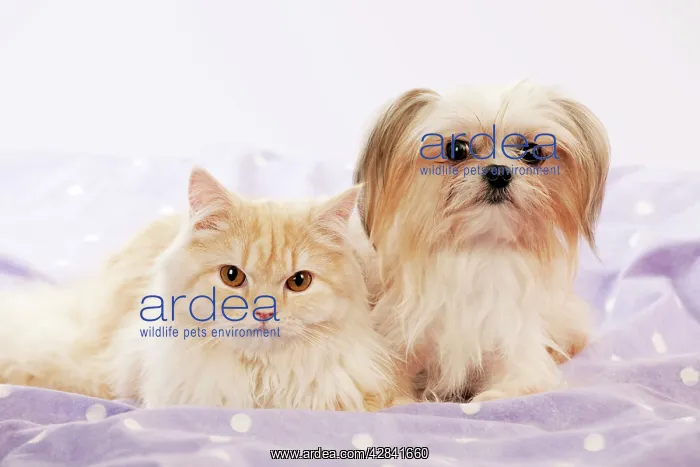 : DOG & CAT - Cross breed dog laying next to ginger cat : DOG & CAT - Cross breed dog laying next to ginger cat