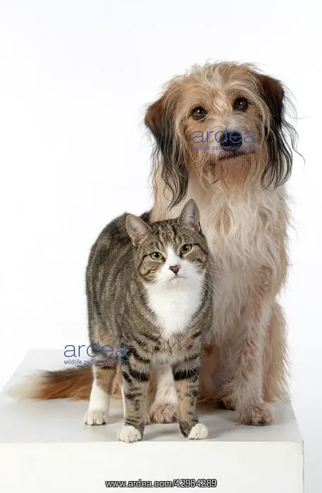  : DOG & CAT, cross breed dog sitting with a cat