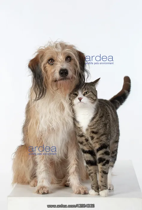 : DOG & CAT, cross breed dog sitting with a cat : DOG & CAT, cross breed dog sitting with a cat