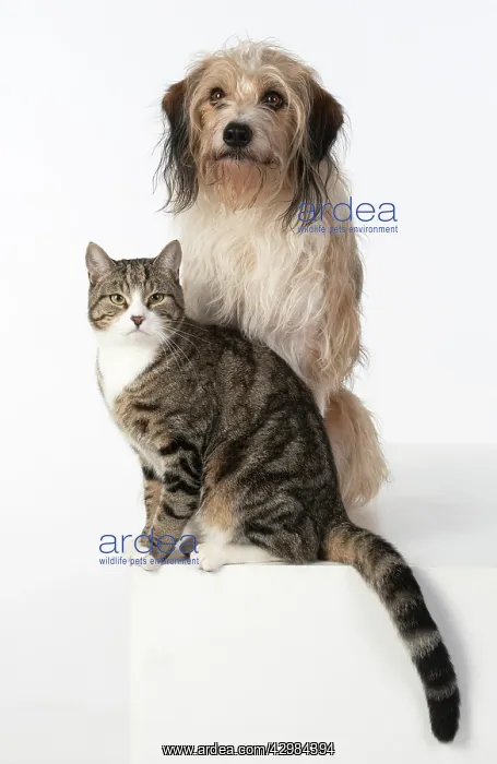 : DOG & CAT, cross breed dog sitting with a cat : DOG & CAT, cross breed dog sitting with a cat