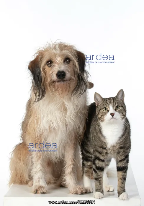 : DOG & CAT, cross breed dog sitting with a cat : DOG & CAT, cross breed dog sitting with a cat
