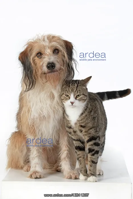: DOG & CAT, cross breed dog sitting with a cat : DOG & CAT, cross breed dog sitting with a cat