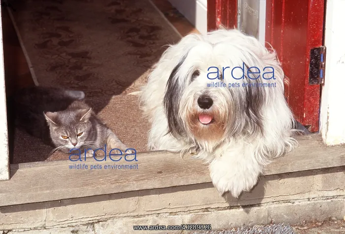 : DOG & CAT ON DOORSTEP : DOG & CAT ON DOORSTEP